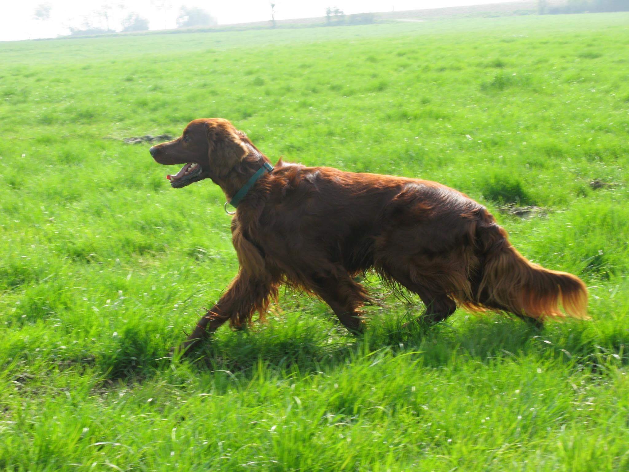 Norman Rassenhundeausstellung